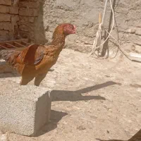 مرغ لاری|حیوانات مزرعه|رباط‌کریم, شترخوار|دیوار