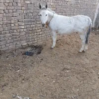 خر جوان|حیوانات مزرعه|قم, دانشگاه قم|دیوار