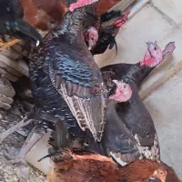 بوقلمون برنزه ، مرغ و خروس