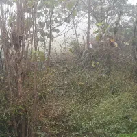 اجاره خانه ویلایی|اجارهٔ خانه و ویلا|رشت, حومه رشت|دیوار