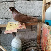 سرخ آبادانی