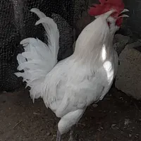 دو۲عددخروش ویک مرغ کرک محلی اصل خورموج درخدمتم|حیوانات مزرعه|خورموج, |دیوار