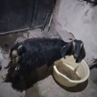 بزشیرا|حیوانات مزرعه|بیرجند, |دیوار