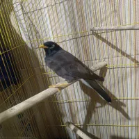 مرغ مینا فول دستی و سخنگو