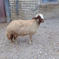 گوسفند|حیوانات مزرعه|ماهیدشت, |دیوار