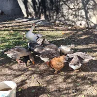 غاز|حیوانات مزرعه|اردبیل, |دیوار