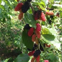 پیش فروش ویژه نهالستان عرفان امیرپور|خدمات باغبانی و درختکاری|کرمان, |دیوار