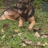 سگ  ژرمن نر اصیل