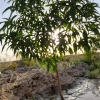 باغچه-500-متری-تنکمان