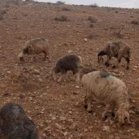 میش بره دار و آبستن قوچ (گوسفند)|حیوانات مزرعه|کازرون, |دیوار