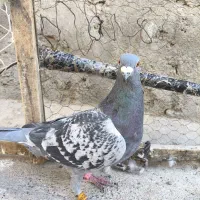 کفتر مساپتی پلاکی|پرنده|زهک, |دیوار