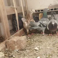 کبوترالمانی