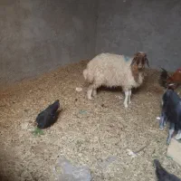 یک عدد بره ماده