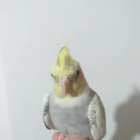 عروس هلندی سخنگو|پرنده|نسیم‌شهر, |دیوار