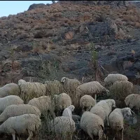 فروش گوسفند داشتی ،ساردوئیه