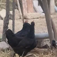 مرغ شمالی کرچشو