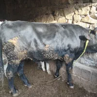 گوساله نر پرواری