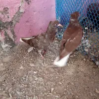 فروش چهارتا جوجه کفتر سرخ دم سفید