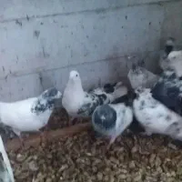 کبوتر پرشی|پرنده|آستانه اشرفیه, |دیوار