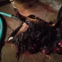 بزی وگوشفندی