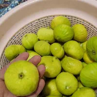 انجیر تازه