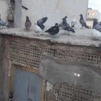کفتر|پرنده|مشهد, پروین اعتصامی|دیوار
