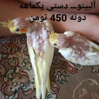 عروس هلندی لوتینو جوجه یکماهه،  وجوجه سه ماهه|پرنده|مشهد, رسالت|دیوار