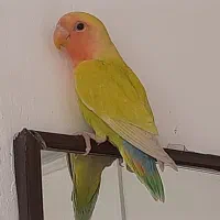 بدو بدو بیا این ور بازار بدو بیا طوطی برزیلی دارم|پرنده|بجنورد, |دیوار