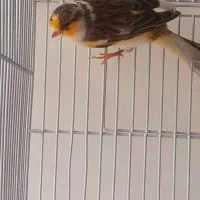 قناری نر دلقک