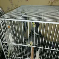 پرنده های سخن گو