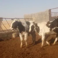 گوساله نر و جوانه