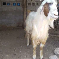 نری بزرگ
