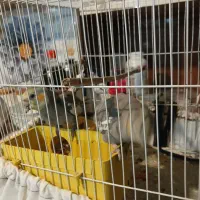 عروس هلندی  پایین بخونید