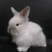 سرپرست مهربون و متعهد میخوام واسه بچه خرگوشام