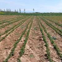 فروش بذر شفتالو و بادام و...جهت احداث نهالستان|خدمات باغبانی و درختکاری|پارس‌آباد, |دیوار