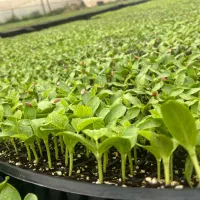 نشا|خدمات باغبانی و درختکاری|اراک, |دیوار