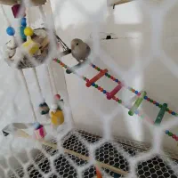 طوطی برزیلی|پرنده|ارومیه, |دیوار