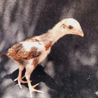 جوجه لاری