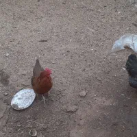 مرغ تخمی و چاغ|حیوانات مزرعه|کاشان, یحیی آباد|دیوار