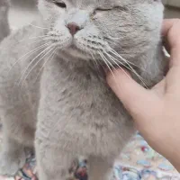 واگذاری گربه اسکاتیش