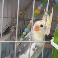 دو عروس هلندی سخنگو،مولدوتقلید صدا +فیلم وقفس