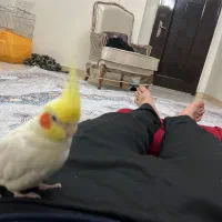 عروس هلندی گمشده