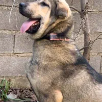 سگ پژدر نر ۱۲ ماه|سگ|آکند, |دیوار