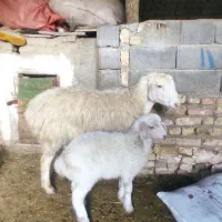 ی عدد میش بره دار جوان شکم اول