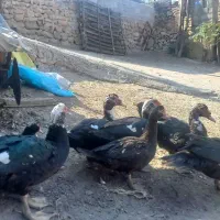 غاز/قوغاز/اردک محلی/اردک خارجی|حیوانات مزرعه|دوزین, |دیوار