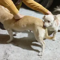 سگ پاکوتاه|سگ|آق قلا, |دیوار