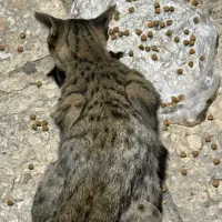 گربه دی اس اچ|گربه|تهران, کامرانیه|دیوار
