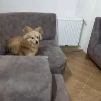 سگ نر اشپیدز جهت کشش