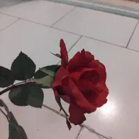 یک عدد شاخه گل رز|گل مصنوعی|تبریز, |دیوار