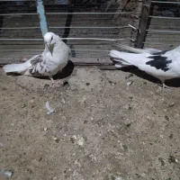 کبوتر پشت دار|پرنده|جیرفت, |دیوار